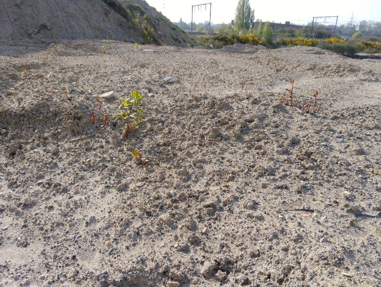 Japanese Knotweed present on the ground stocks 